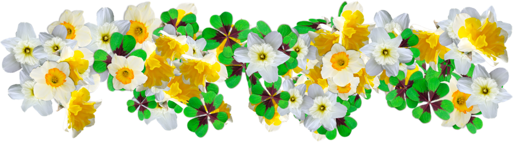 Daffodils and clover by MLARANDA from Pixabay
