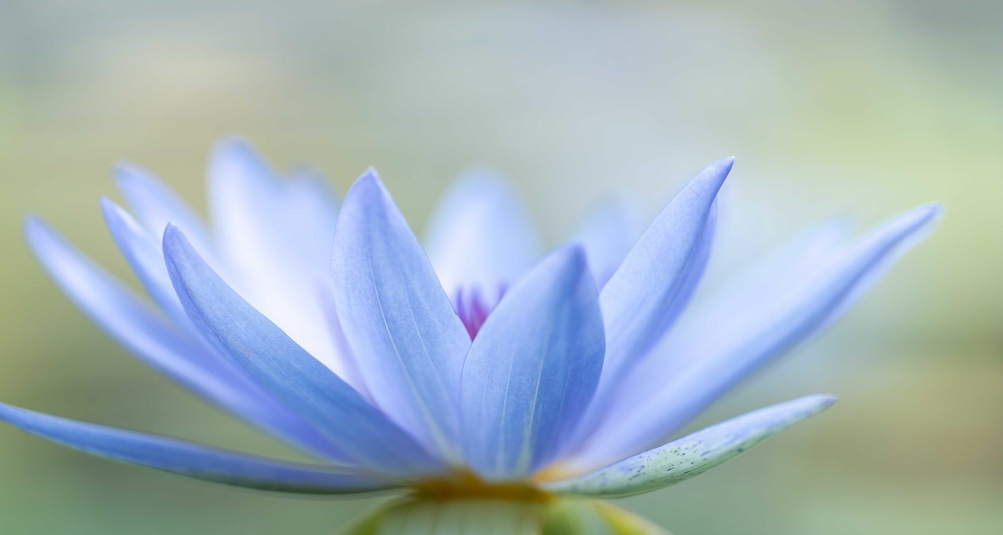 Om Saha Nāvavatu - Blue Lotus